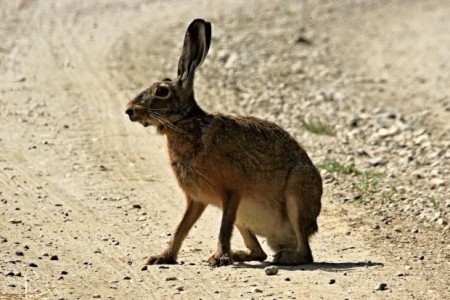 Planning For The Playa?  Don’t Forget “The Jackrabbit Speaks”