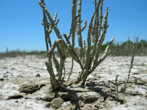 picture of desert plant for hexayurttape.com